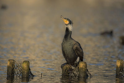 Close-up of bird perching on lake