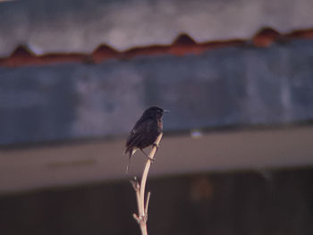 Close-up of bird perching