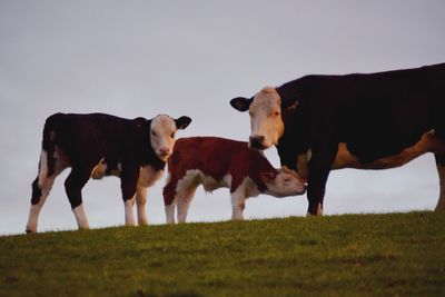 Sheep grazing on grassy field