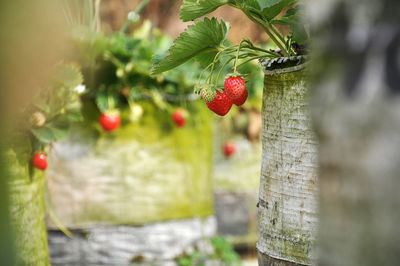 Close-up of strawberry growing on tree trunk
