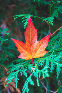 Close-up of maple leaf on plant