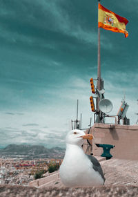 Seagull and flag hanging on building against sky in city