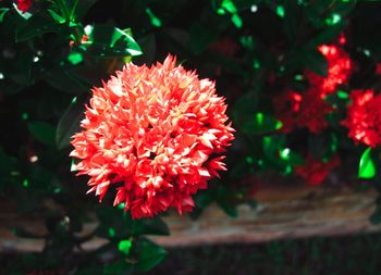 Close-up of red flower blooming outdoors