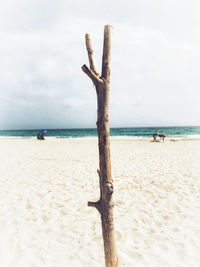 Dead tree on beach against sky