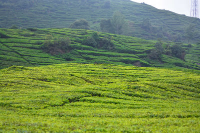 Scenic view of agricultural field