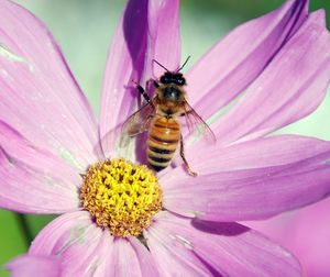 Close-up of bee pollinating on pink flower