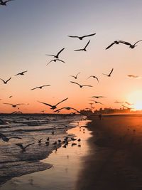 Flock of birds flying over sea