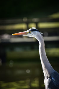 Grey heron