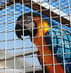 Low angle view of parrot in cage