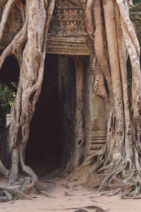 Tree growing on old ruins