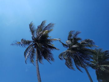 Low angle view of palm tree against clear blue sky