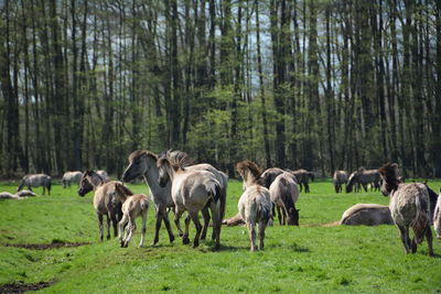 Horses at grassy field on sunny day