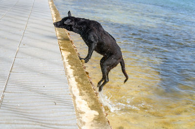 Black dog jumping on walkway from water