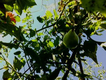 Low angle view of fruits on tree