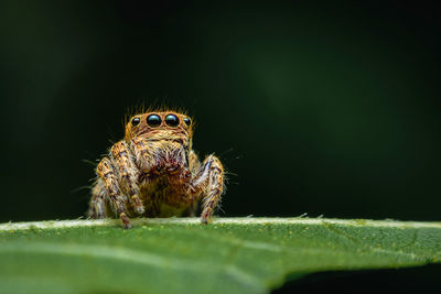 Spiders with multiple eyes dodge randomly camouflaging the prey that looks interesting as a macro 