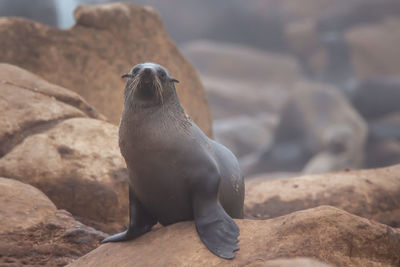 Seal on rocky shore line