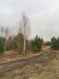 Trees on landscape