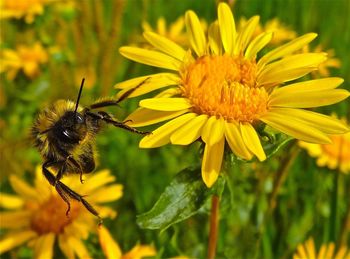 Close-up of bee pollinating on flower