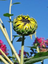 Close-up of yellow flowering plant against sky