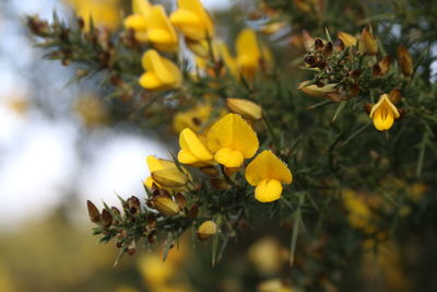 Close up of yellow flower