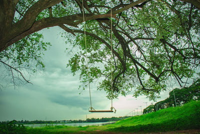 Trees on field against sky