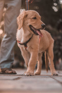 Low section of dog standing outdoors