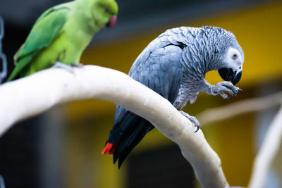 Close-up of parrot