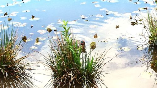 High angle view of birds swimming in lake