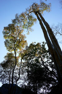Low angle view of trees against sky