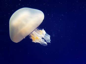 Close-up of jellyfish swimming in sea