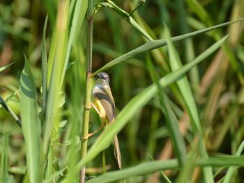 Close-up of bird perching on grass