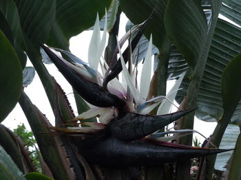 Low angle view of tree