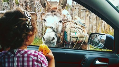 Rear view of girl in car while donkey standing outdoors