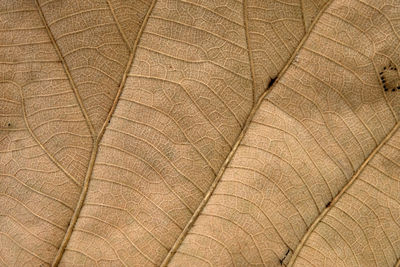 Full frame shot of feather
