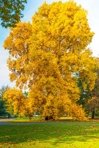 Yellow tree in autumn