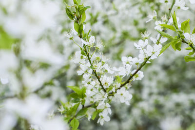 Close-up of white flowering plant