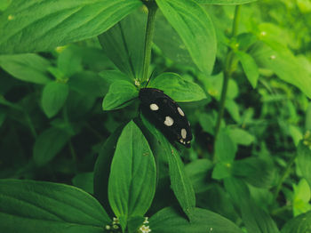 Close-up of butterfly pollinating flower