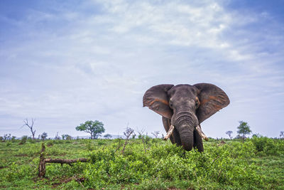 Elephant standing on land against sky