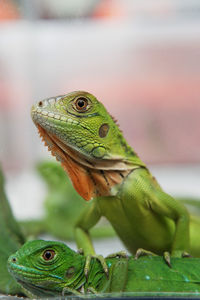 Close-up of lizard