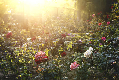 Close-up of flowers growing in field