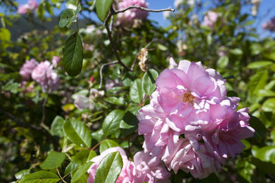 Close-up of pink flowers