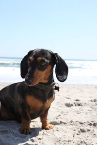 Close-up of dachshund sitting at beach