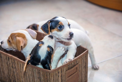 Puppies playing in crate at home 