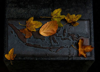 Close-up of dry maple leaves on wood