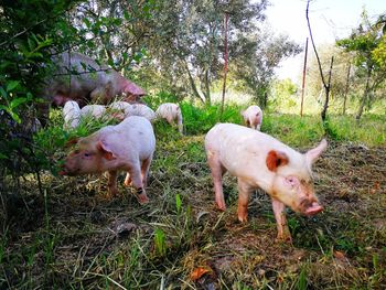 Pigs walking on field