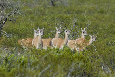 Deer on field