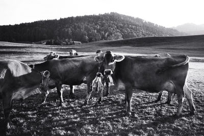 Cows on grassy field