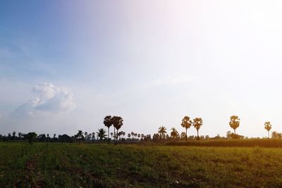 Scenic view of field against sky