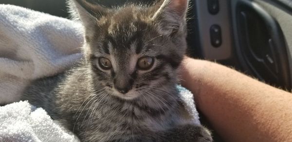 Close-up portrait of kitten on hand