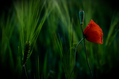 Close-up of red flower